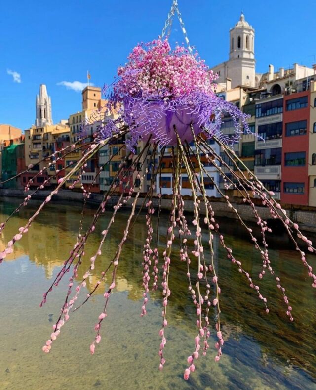🌺Encara no has visitat Girona temps de flors?🤩

Aprofita la teva estada a l'@hotelbellrepos i a només mitja hora en cotxe gaudeix de la ciutat de Girona plena de flors, colors i alegria!🌸🌼✨

www.hotelbellrepos.com

📸 @irene_ortuno 
.
.
.
.
#gironatempsdeflors2022 #visitcostabrava  #adem #ademimpulsa #incostabrava #visitemporda #hotelbellrepos #hotelsostenible #catalunya #costabrava #costabravaturisme  #hotelsosteniblecatalunya #girona #gironatempsdeflors ##catalunyaexperience #gironamenamora